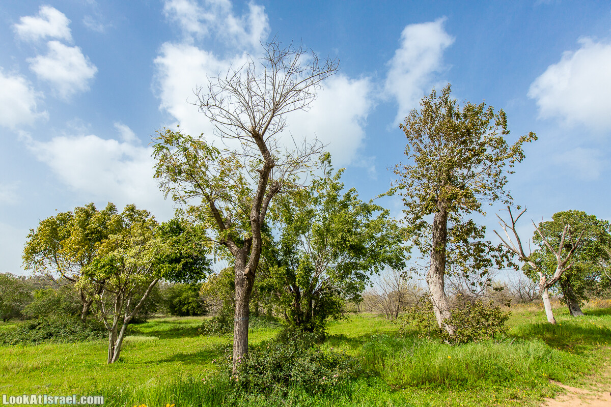 Пещеры Афека (меарот афека) Кладбище самаритян, поле нарциссов и парк восстанавливающихся деревьев | Afeka Caves | מערות אפקה | LookAtIsrael.com - Фото путешествия по Израилю