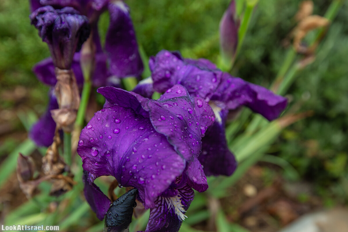 Путь Эммауса - по иерусалимским горам в долину Аялон | Emaus way | דרך אמאוס | LookAtIsrael.com - Фото путешествия по Израилю