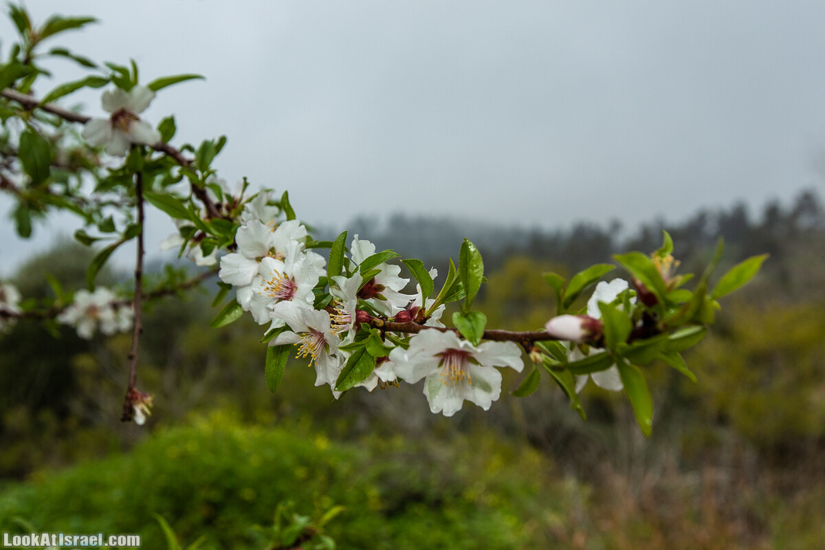 Путь Эммауса - по иерусалимским горам в долину Аялон | Emaus way | דרך אמאוס | LookAtIsrael.com - Фото путешествия по Израилю