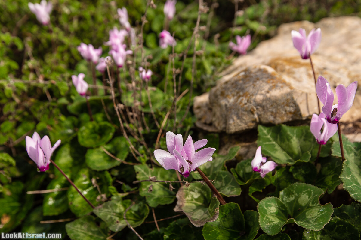 Путь Эммауса - по иерусалимским горам в долину Аялон | Emaus way | דרך אמאוס | LookAtIsrael.com - Фото путешествия по Израилю