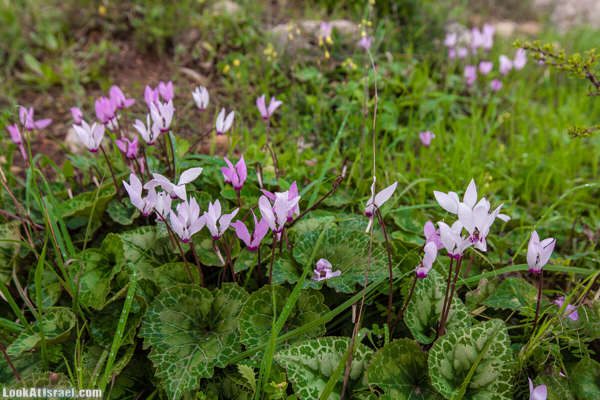 Путь Эммауса - по иерусалимским горам в долину Аялон | Emaus way | דרך אמאוס | LookAtIsrael.com - Фото путешествия по Израилю