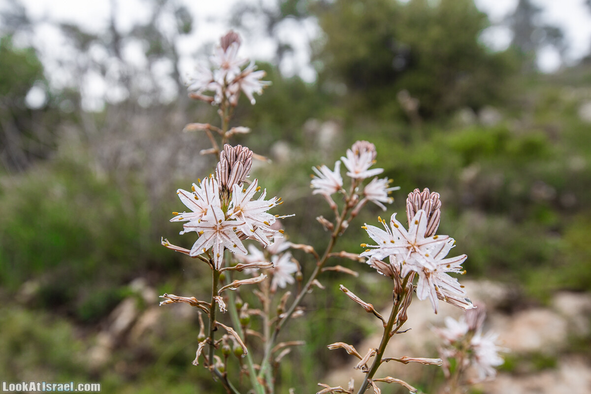 Путь Эммауса - по иерусалимским горам в долину Аялон | Emaus way | דרך אמאוס | LookAtIsrael.com - Фото путешествия по Израилю