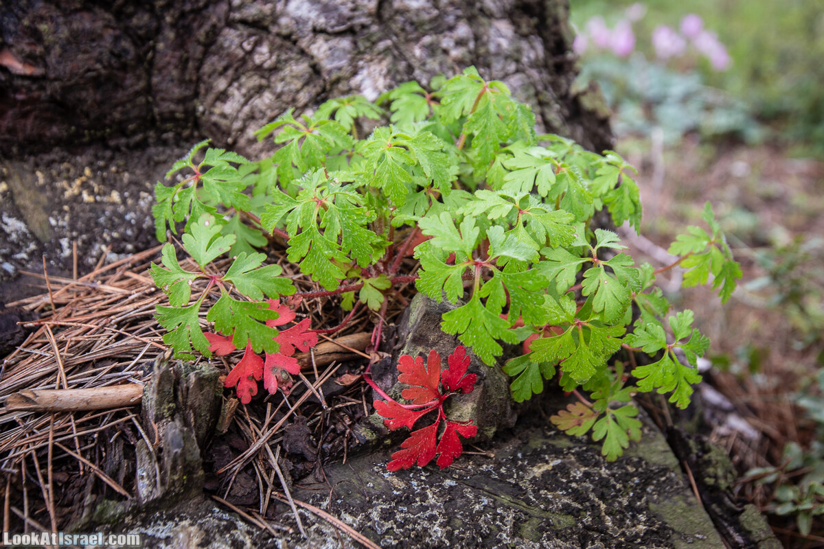 Путь Эммауса - по иерусалимским горам в долину Аялон | Emaus way | דרך אמאוס | LookAtIsrael.com - Фото путешествия по Израилю