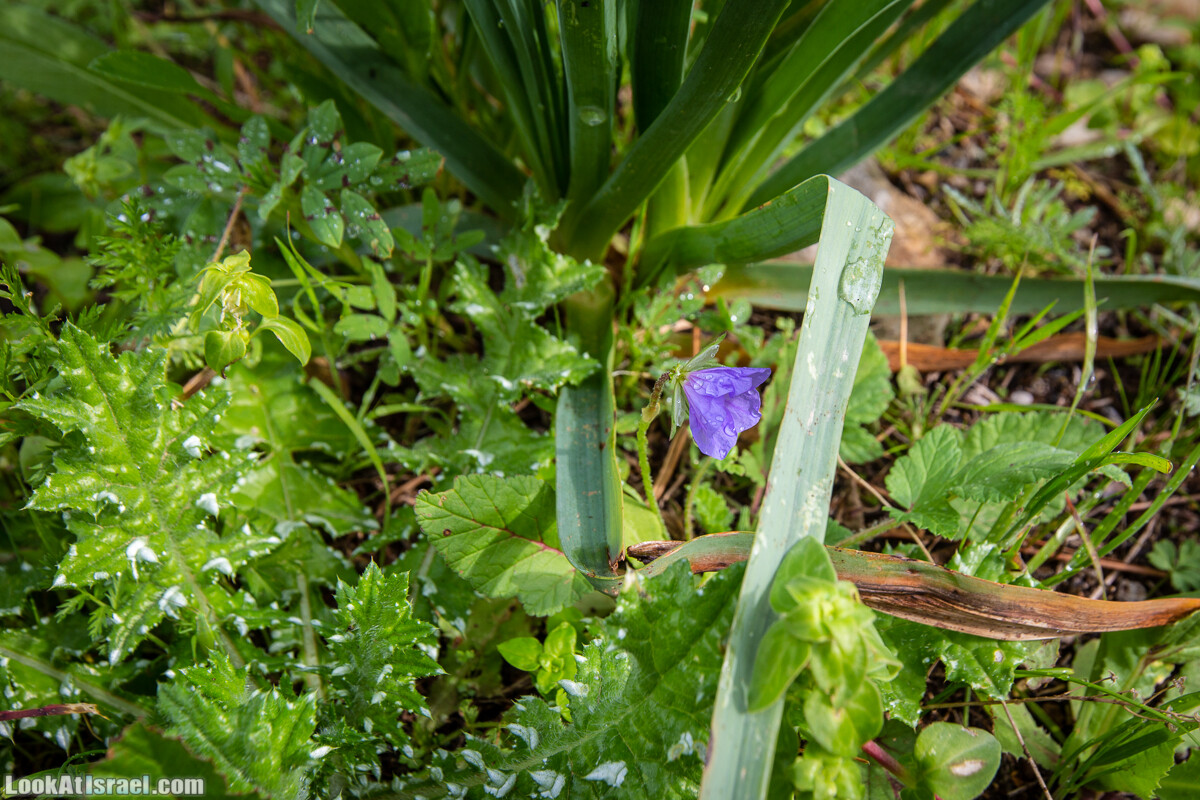 Путь Эммауса - по иерусалимским горам в долину Аялон | Emaus way | דרך אמאוס | LookAtIsrael.com - Фото путешествия по Израилю