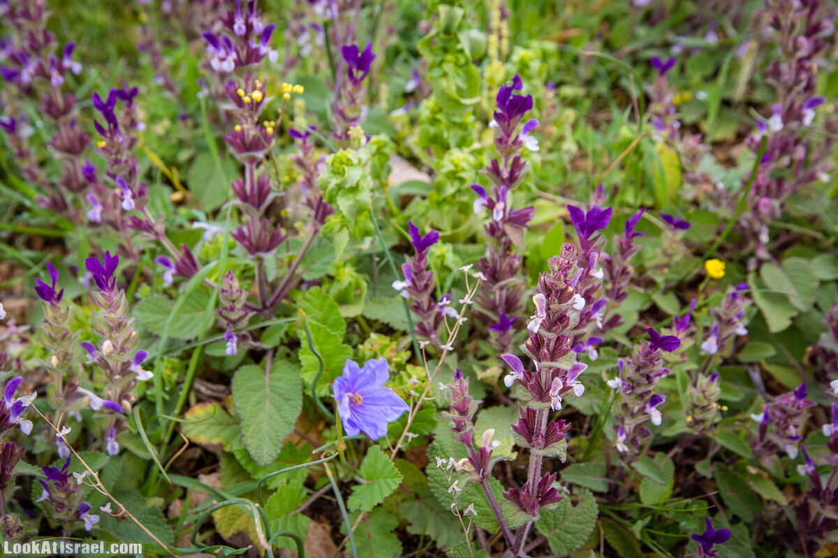 Путь Эммауса - по иерусалимским горам в долину Аялон | Emaus way | דרך אמאוס | LookAtIsrael.com - Фото путешествия по Израилю