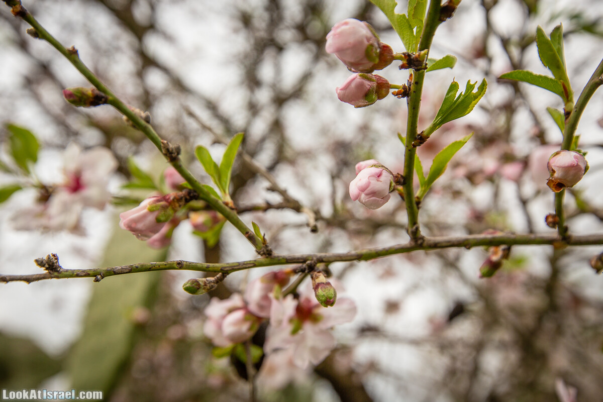 Путь Эммауса - по иерусалимским горам в долину Аялон | Emaus way | דרך אמאוס | LookAtIsrael.com - Фото путешествия по Израилю