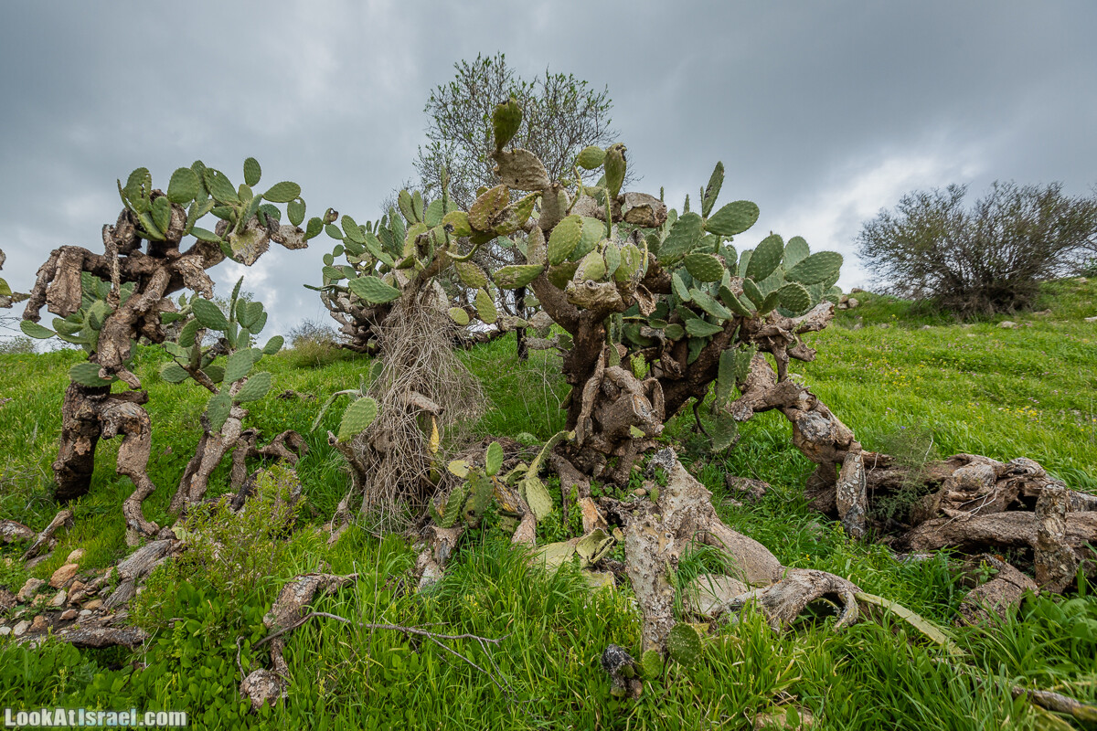 Путь Эммауса - по иерусалимским горам в долину Аялон | Emaus way | דרך אמאוס | LookAtIsrael.com - Фото путешествия по Израилю