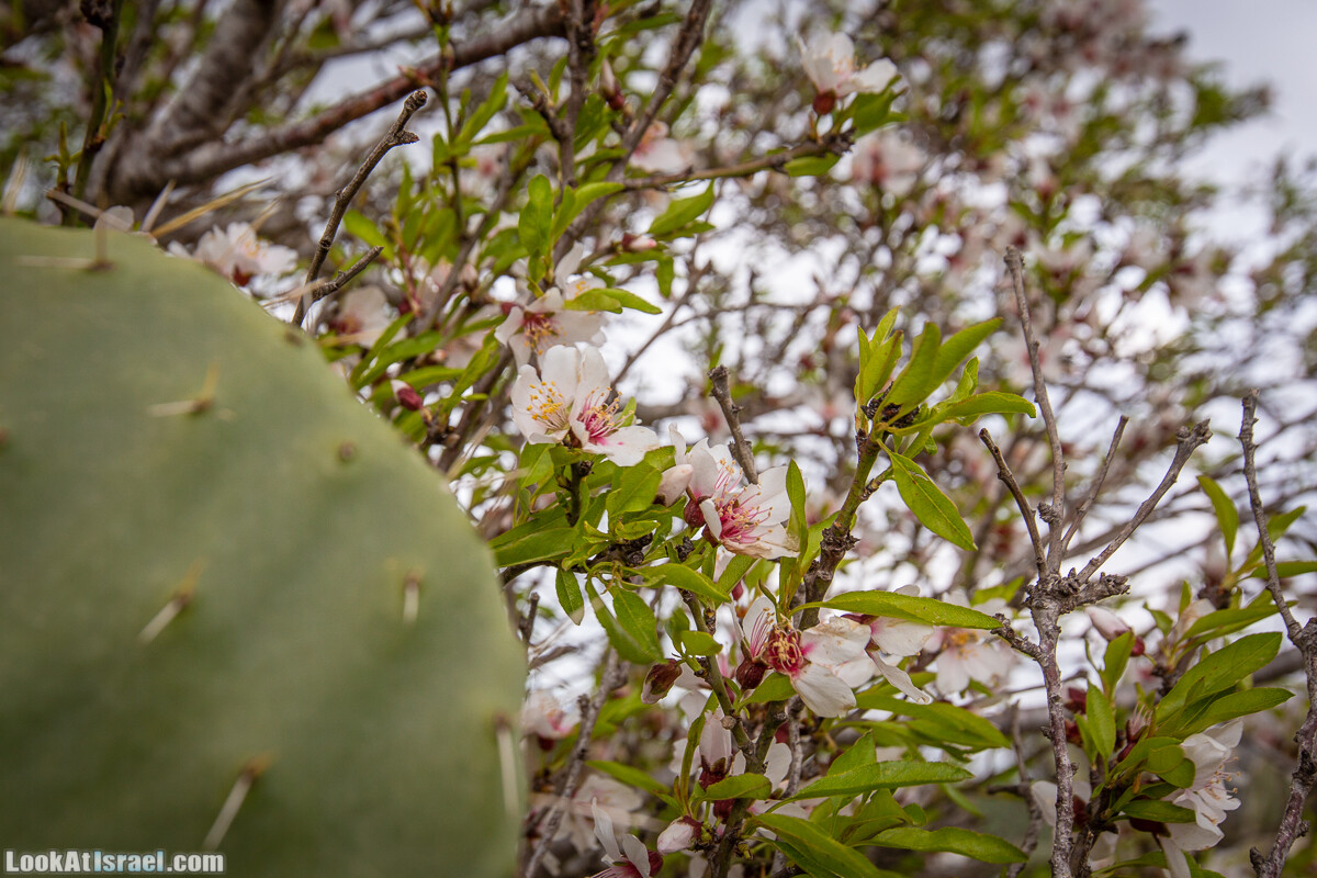 Путь Эммауса - по иерусалимским горам в долину Аялон | Emaus way | דרך אמאוס | LookAtIsrael.com - Фото путешествия по Израилю
