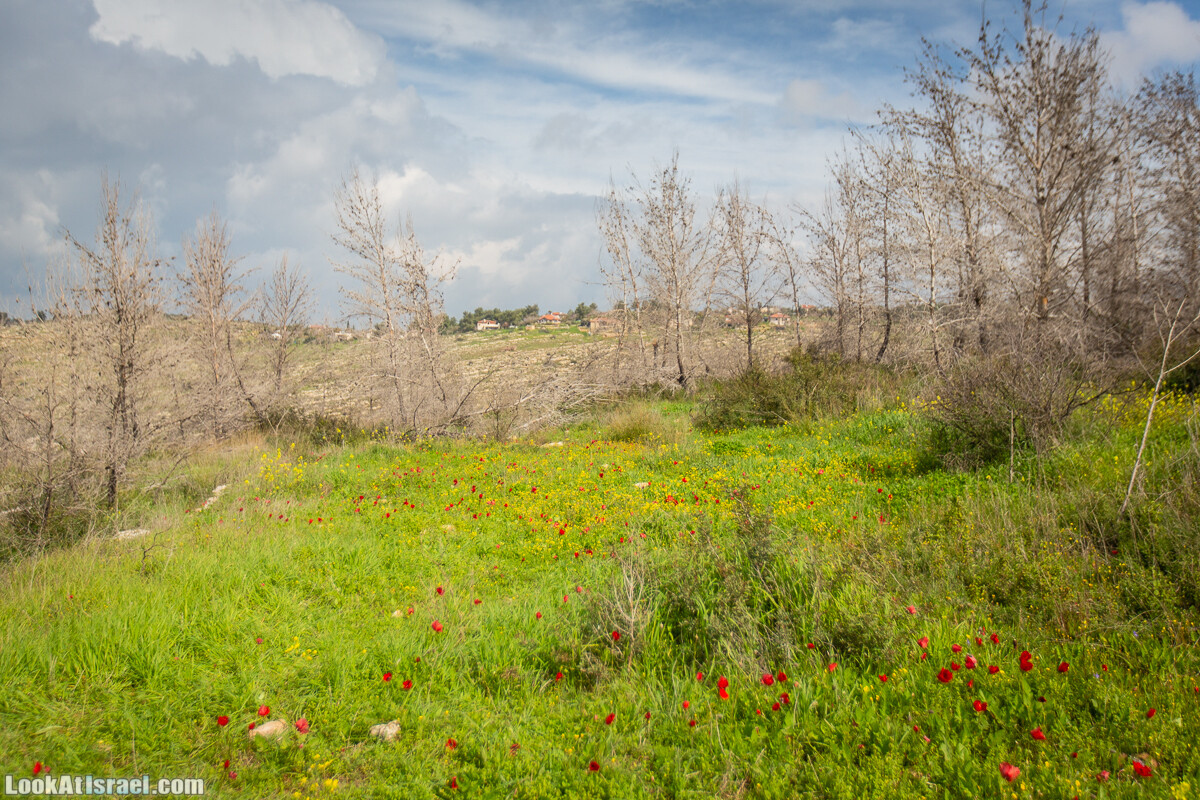 Путь Эммауса - по иерусалимским горам в долину Аялон | Emaus way | דרך אמאוס | LookAtIsrael.com - Фото путешествия по Израилю
