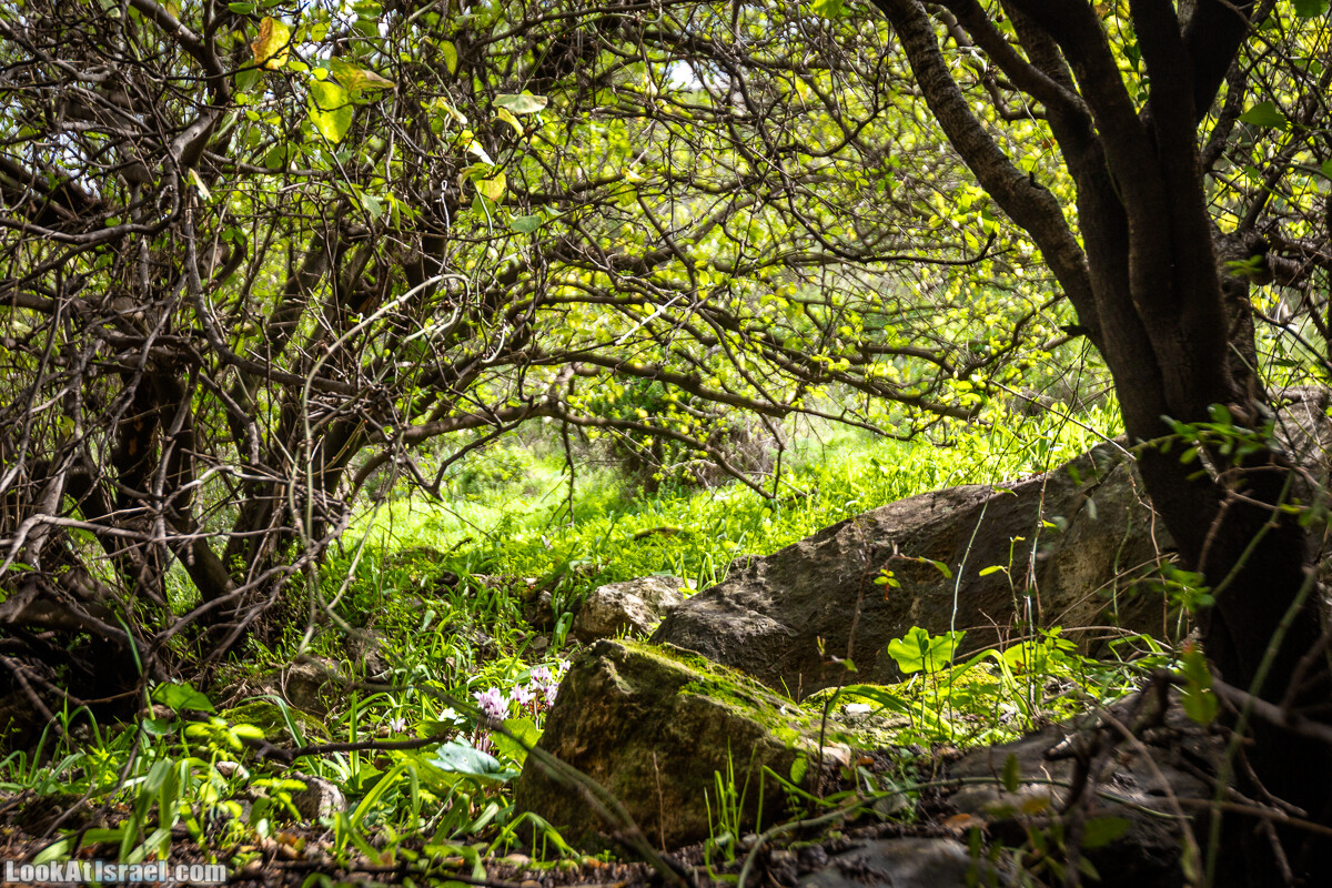 Путь Эммауса - по иерусалимским горам в долину Аялон | Emaus way | דרך אמאוס | LookAtIsrael.com - Фото путешествия по Израилю