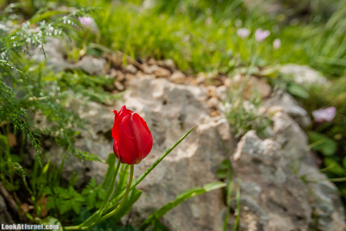 Путь Эммауса - по иерусалимским горам в долину Аялон | Emaus way | דרך אמאוס | LookAtIsrael.com - Фото путешествия по Израилю
