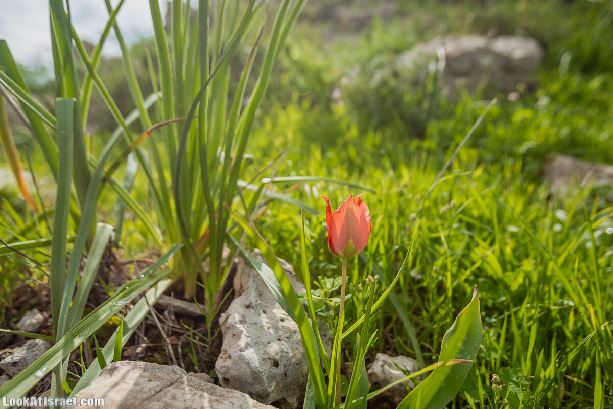 Путь Эммауса - по иерусалимским горам в долину Аялон | Emaus way | דרך אמאוס | LookAtIsrael.com - Фото путешествия по Израилю