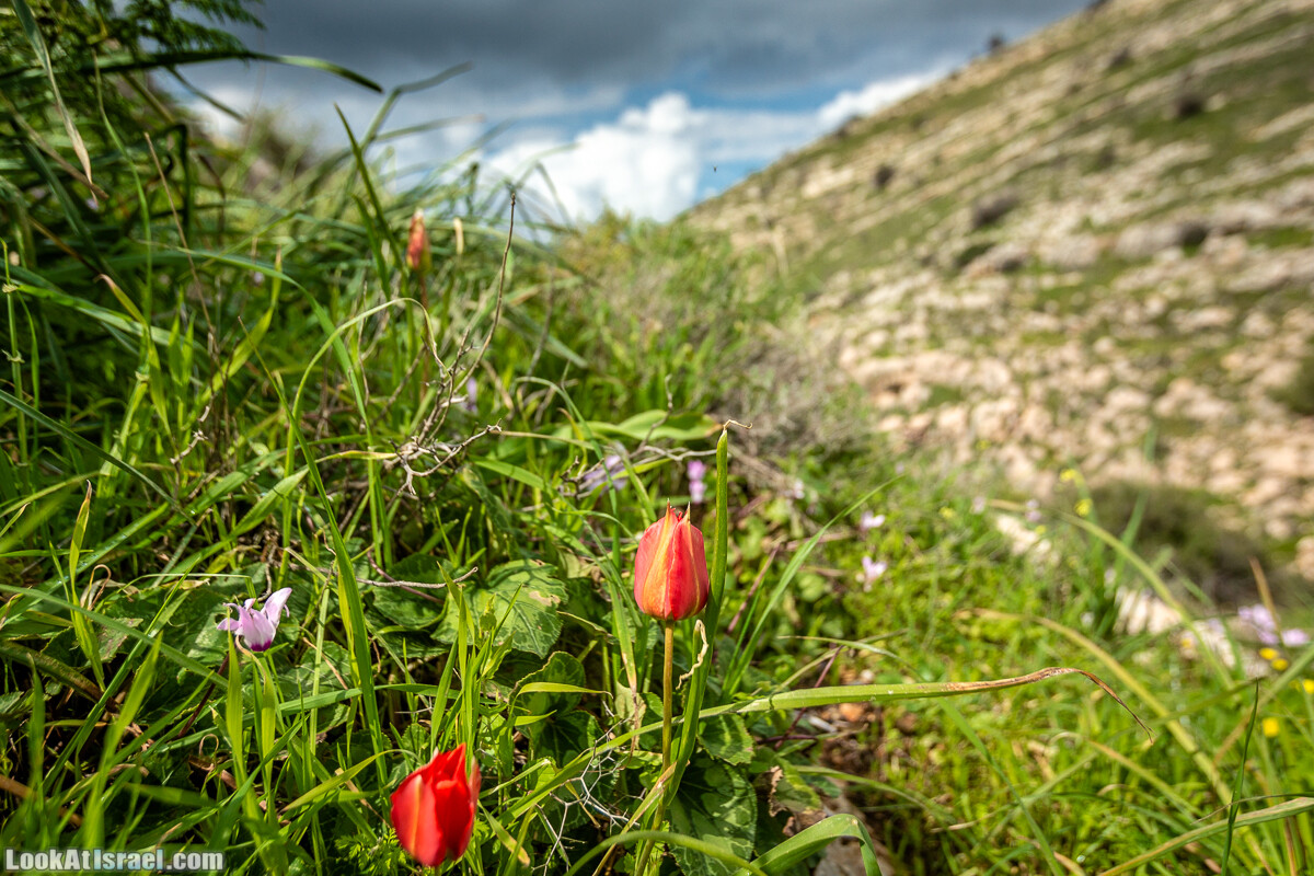 Путь Эммауса - по иерусалимским горам в долину Аялон | Emaus way | דרך אמאוס | LookAtIsrael.com - Фото путешествия по Израилю
