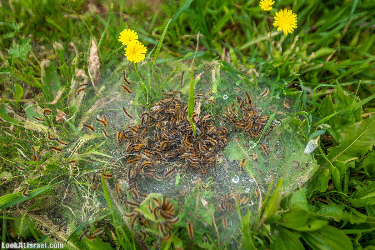 Путь Эммауса - по иерусалимским горам в долину Аялон | Emaus way | דרך אמאוס | LookAtIsrael.com - Фото путешествия по Израилю