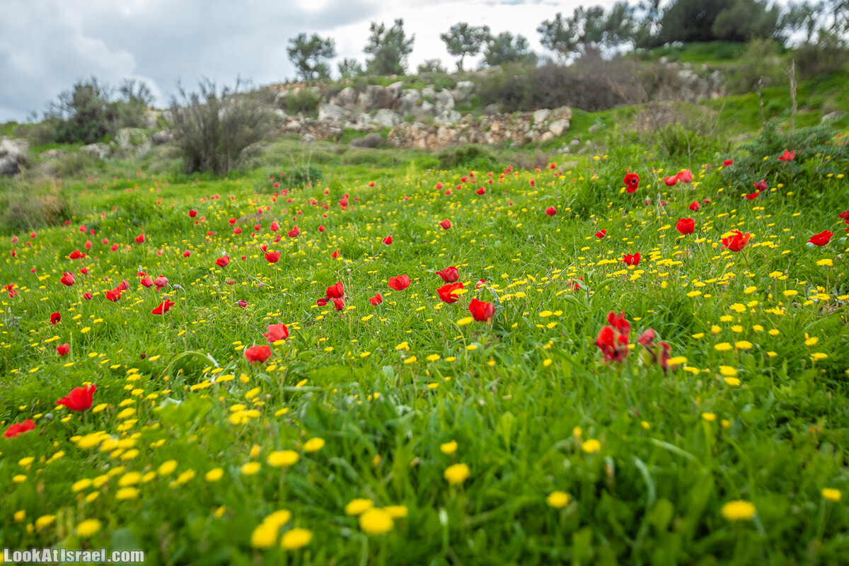 Путь Эммауса - по иерусалимским горам в долину Аялон | Emaus way | דרך אמאוס | LookAtIsrael.com - Фото путешествия по Израилю