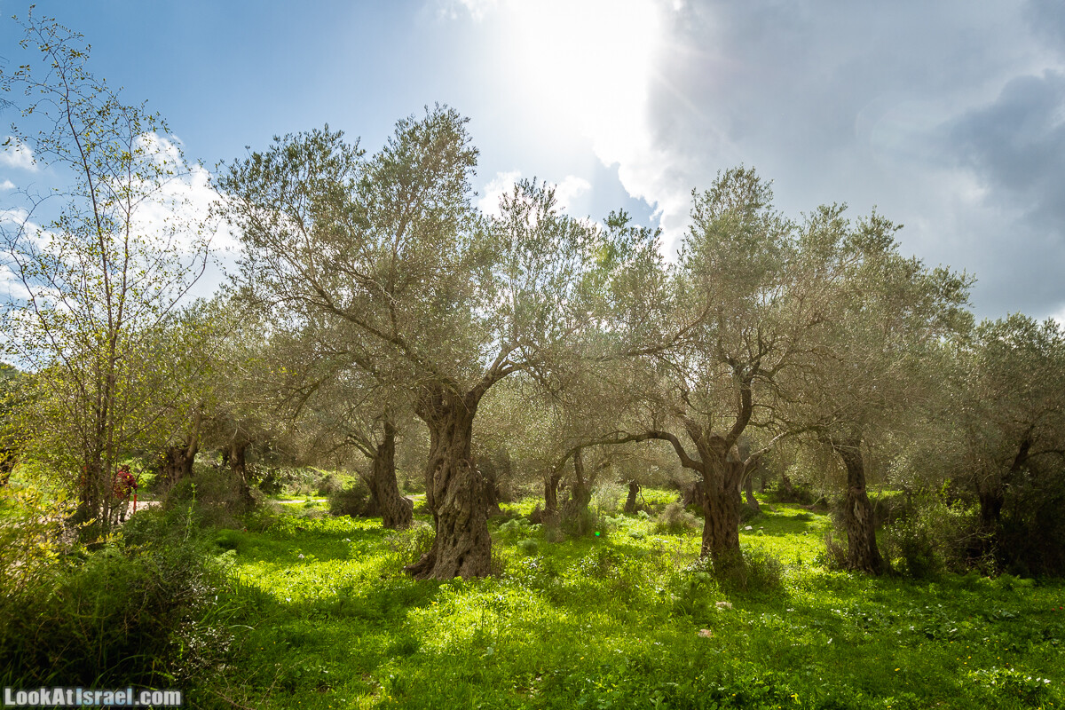 Путь Эммауса - по иерусалимским горам в долину Аялон | Emaus way | דרך אמאוס | LookAtIsrael.com - Фото путешествия по Израилю