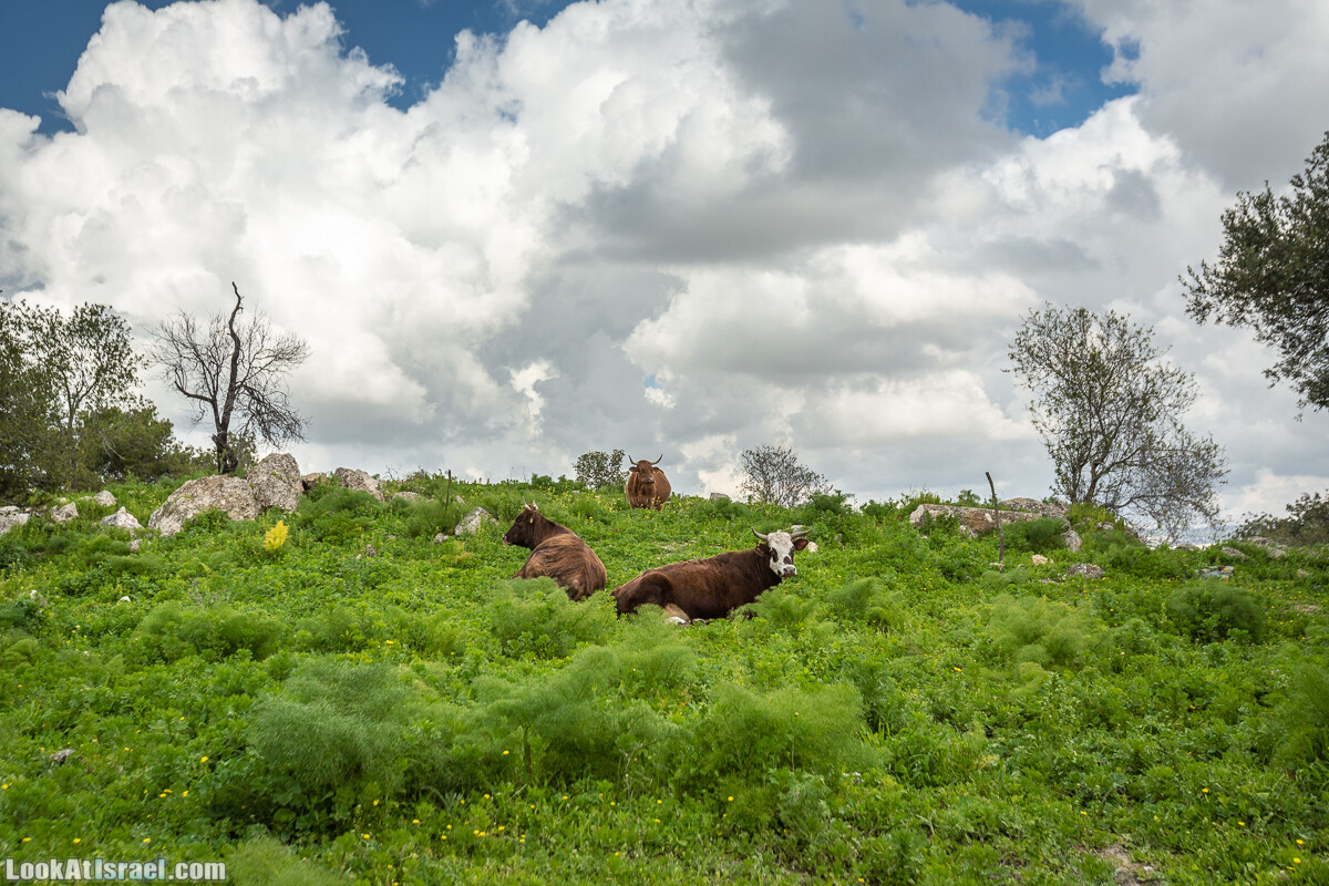 Путь Эммауса - по иерусалимским горам в долину Аялон | Emaus way | דרך אמאוס | LookAtIsrael.com - Фото путешествия по Израилю