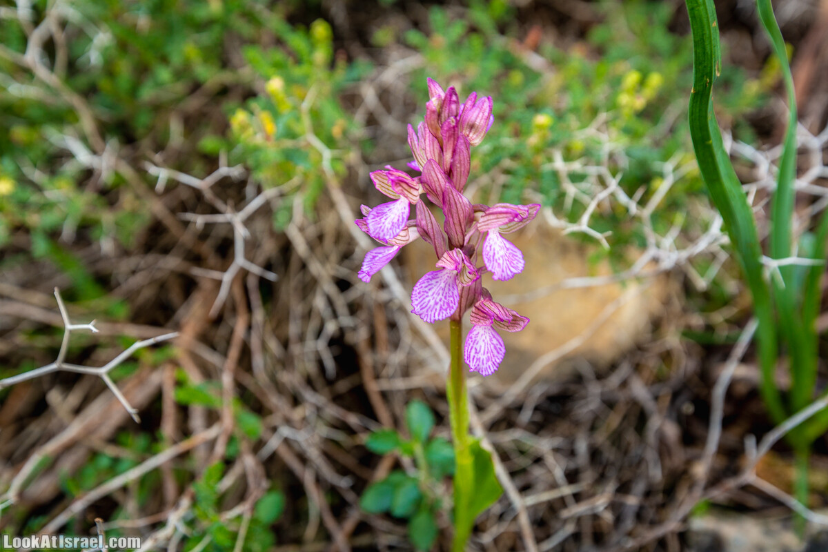 Путь Эммауса - по иерусалимским горам в долину Аялон | Emaus way | דרך אמאוס | LookAtIsrael.com - Фото путешествия по Израилю