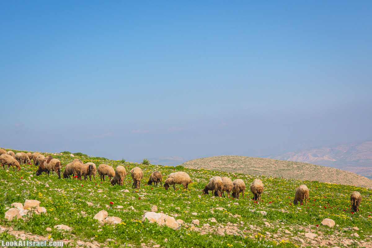 Путешествие по Иудейской пустыне на джипах к горе Сартаба | LookAtIsrael.com - Фото путешествия по Израилю
