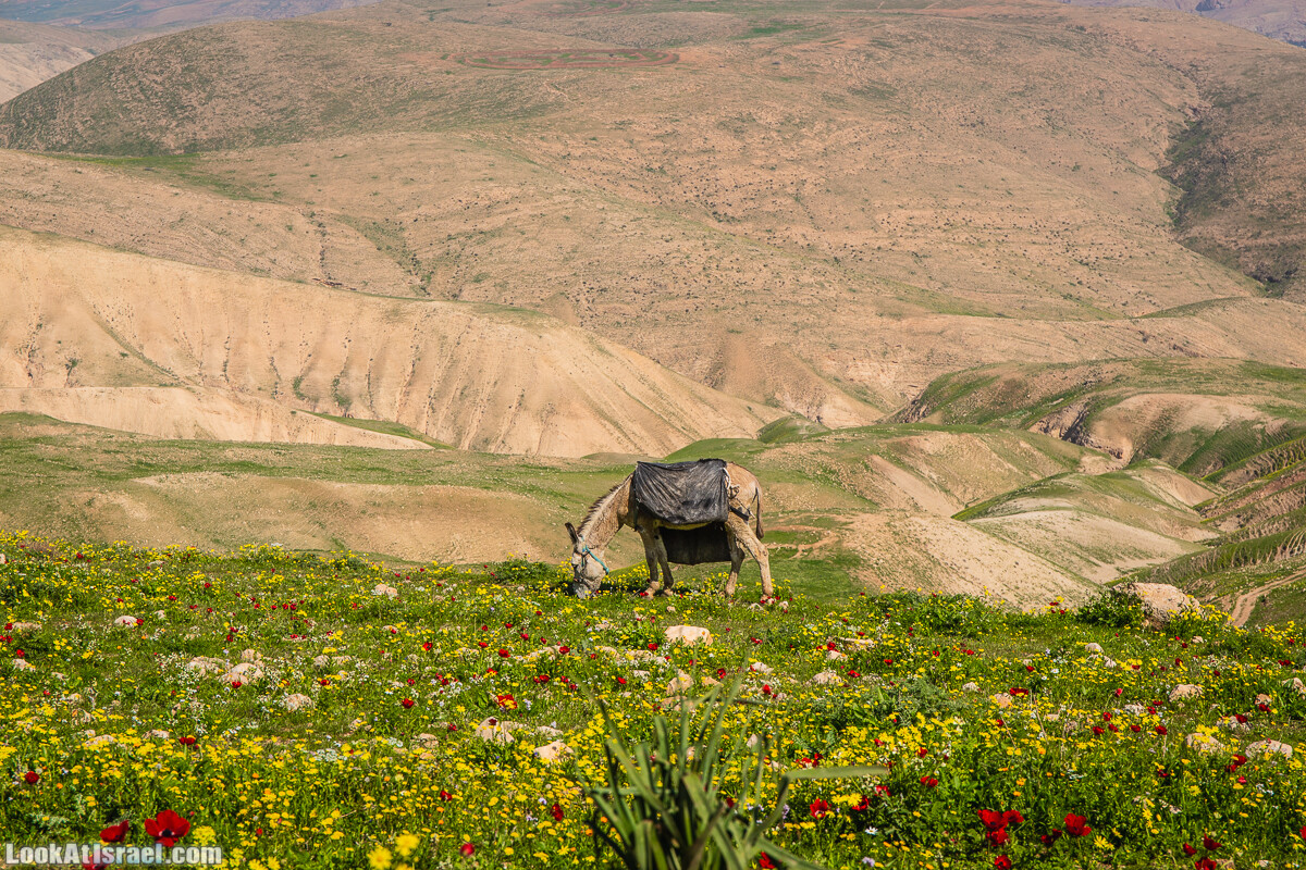 Путешествие по Иудейской пустыне на джипах к горе Сартаба | LookAtIsrael.com - Фото путешествия по Израилю