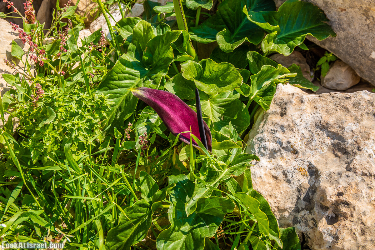 Путешествие по Иудейской пустыне на джипах к горе Сартаба | LookAtIsrael.com - Фото путешествия по Израилю