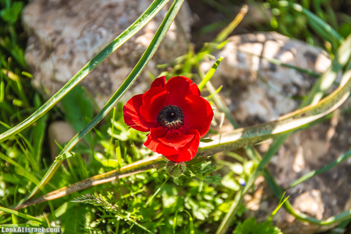 Путешествие по Иудейской пустыне на джипах к горе Сартаба | LookAtIsrael.com - Фото путешествия по Израилю