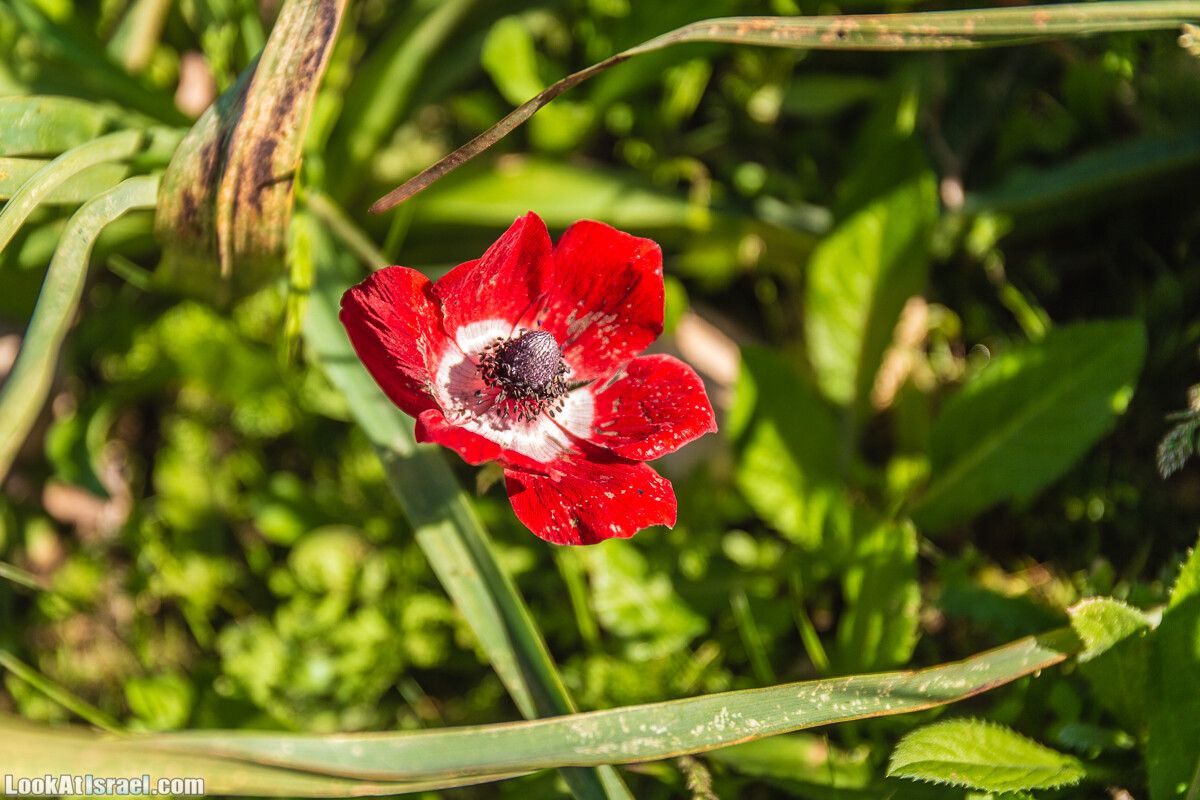 Путешествие по Иудейской пустыне на джипах к горе Сартаба | LookAtIsrael.com - Фото путешествия по Израилю