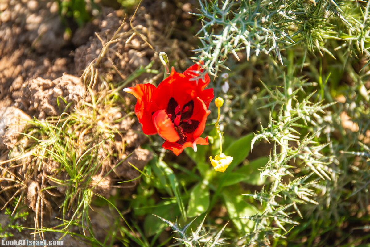 Путешествие по Иудейской пустыне на джипах к горе Сартаба | LookAtIsrael.com - Фото путешествия по Израилю