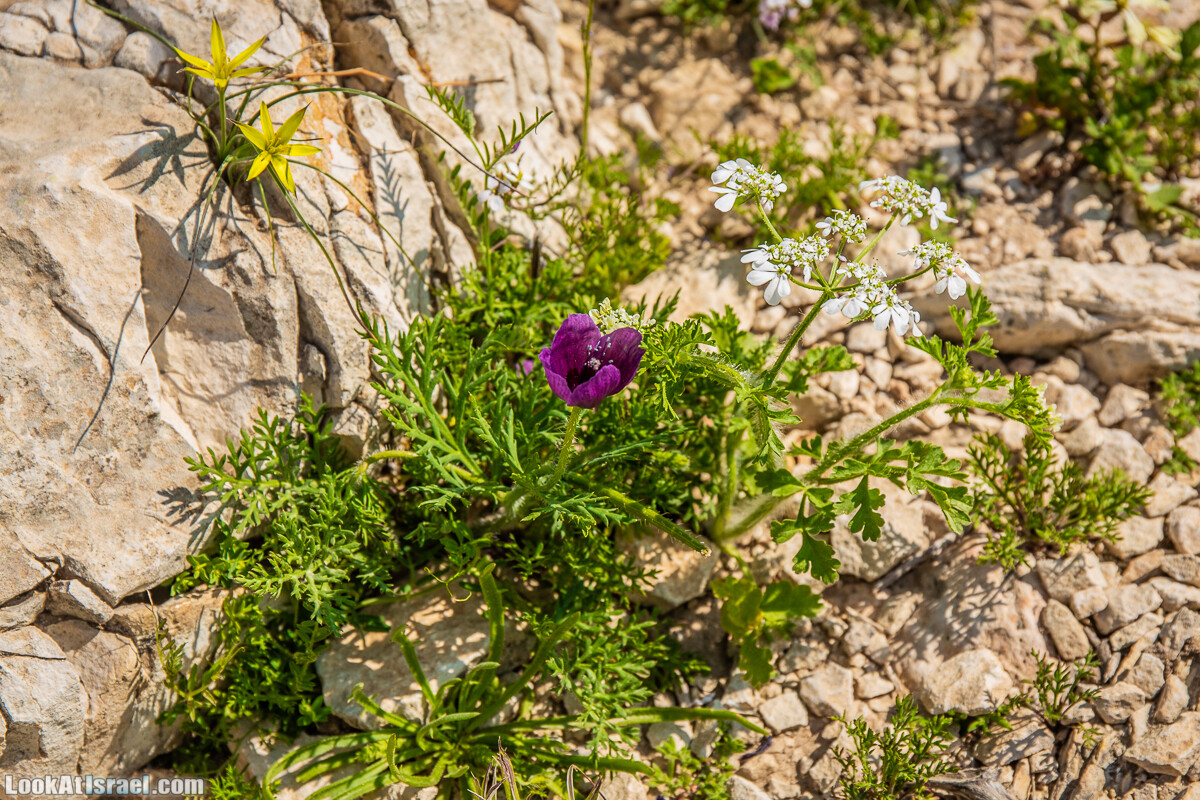 Путешествие по Иудейской пустыне на джипах к горе Сартаба | LookAtIsrael.com - Фото путешествия по Израилю
