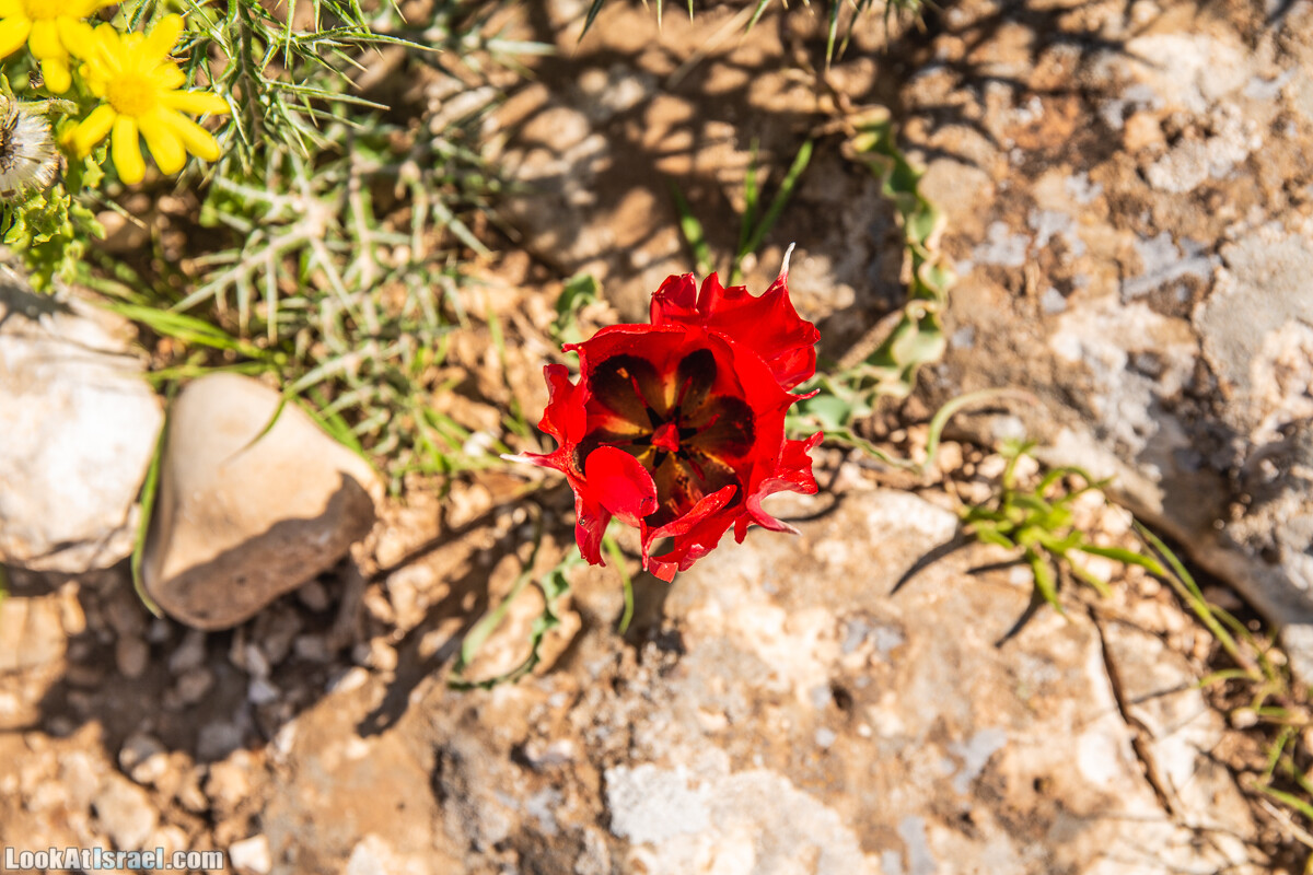 Путешествие по Иудейской пустыне на джипах к горе Сартаба | LookAtIsrael.com - Фото путешествия по Израилю