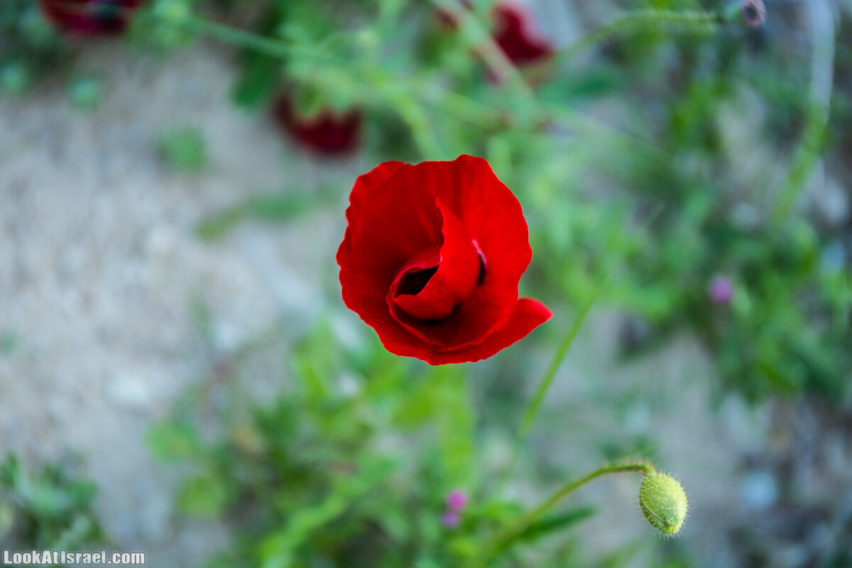 Путешествие по Иудейской пустыне на джипах к горе Сартаба | LookAtIsrael.com - Фото путешествия по Израилю