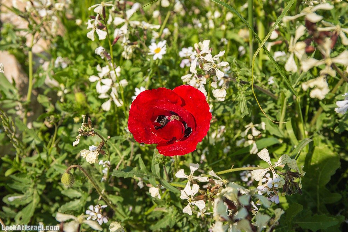 Путешествие по Иудейской пустыне на джипах к горе Сартаба | LookAtIsrael.com - Фото путешествия по Израилю