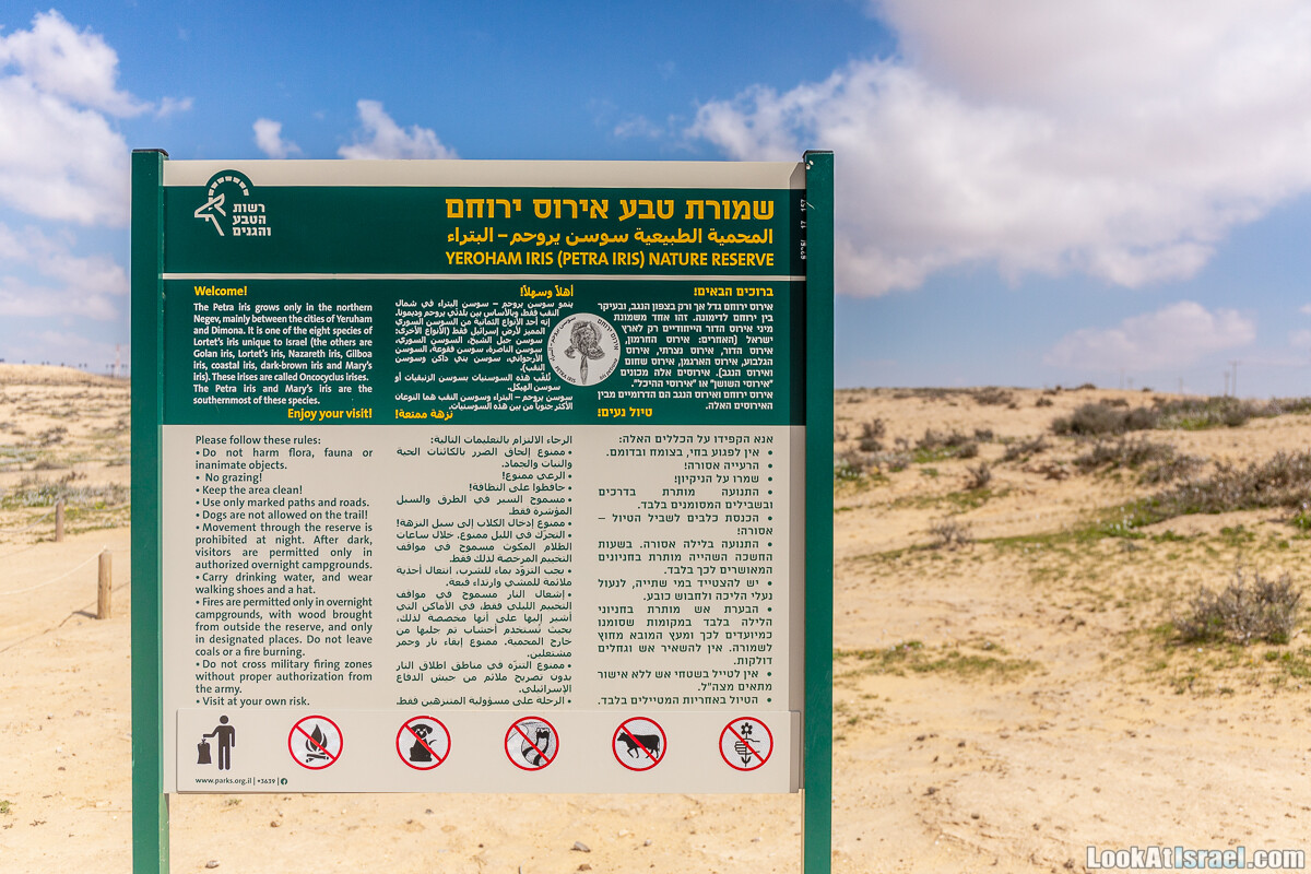Ирис Йерухам | Yeruham Iris | אירוס ירוחם פטרה פטרנה | LookAtIsrael.com - Фото путешествия по Израилю