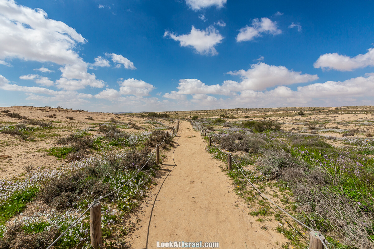 Ирис Йерухам | Yeruham Iris | אירוס ירוחם פטרה פטרנה | LookAtIsrael.com - Фото путешествия по Израилю