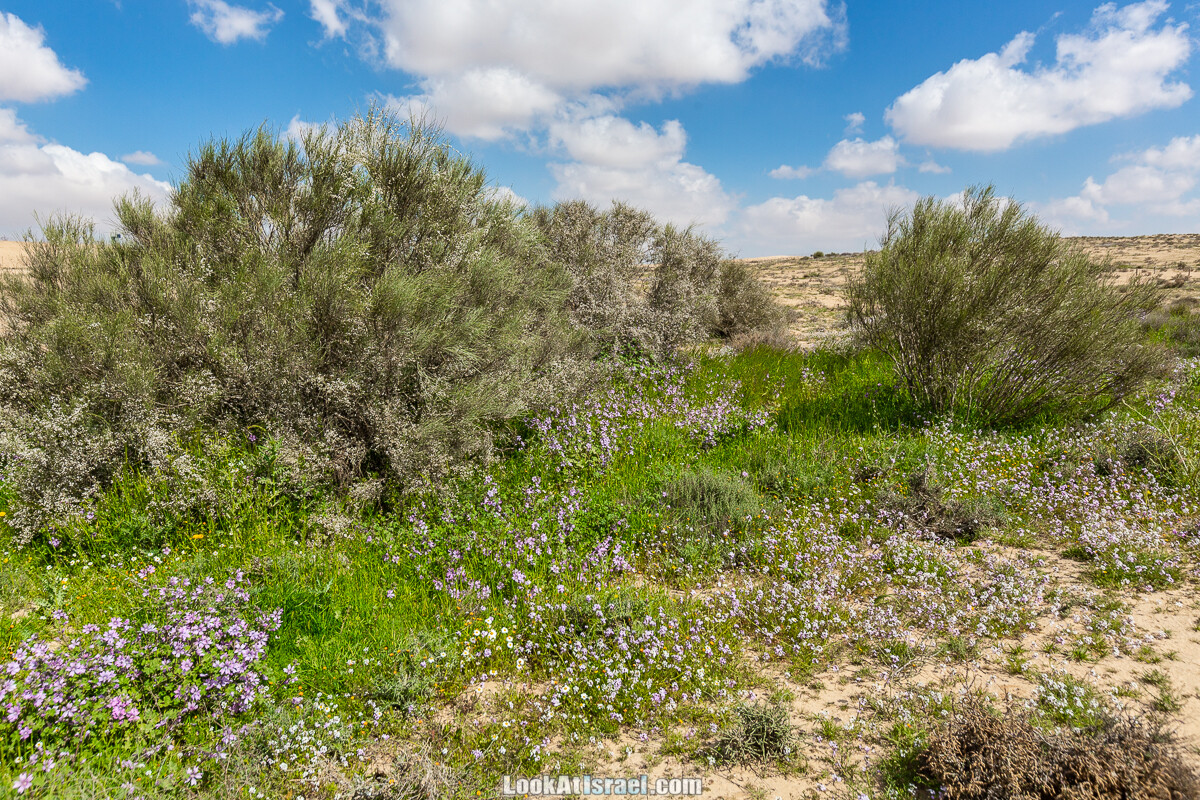 Ирис Йерухам | Yeruham Iris | אירוס ירוחם פטרה פטרנה | LookAtIsrael.com - Фото путешествия по Израилю