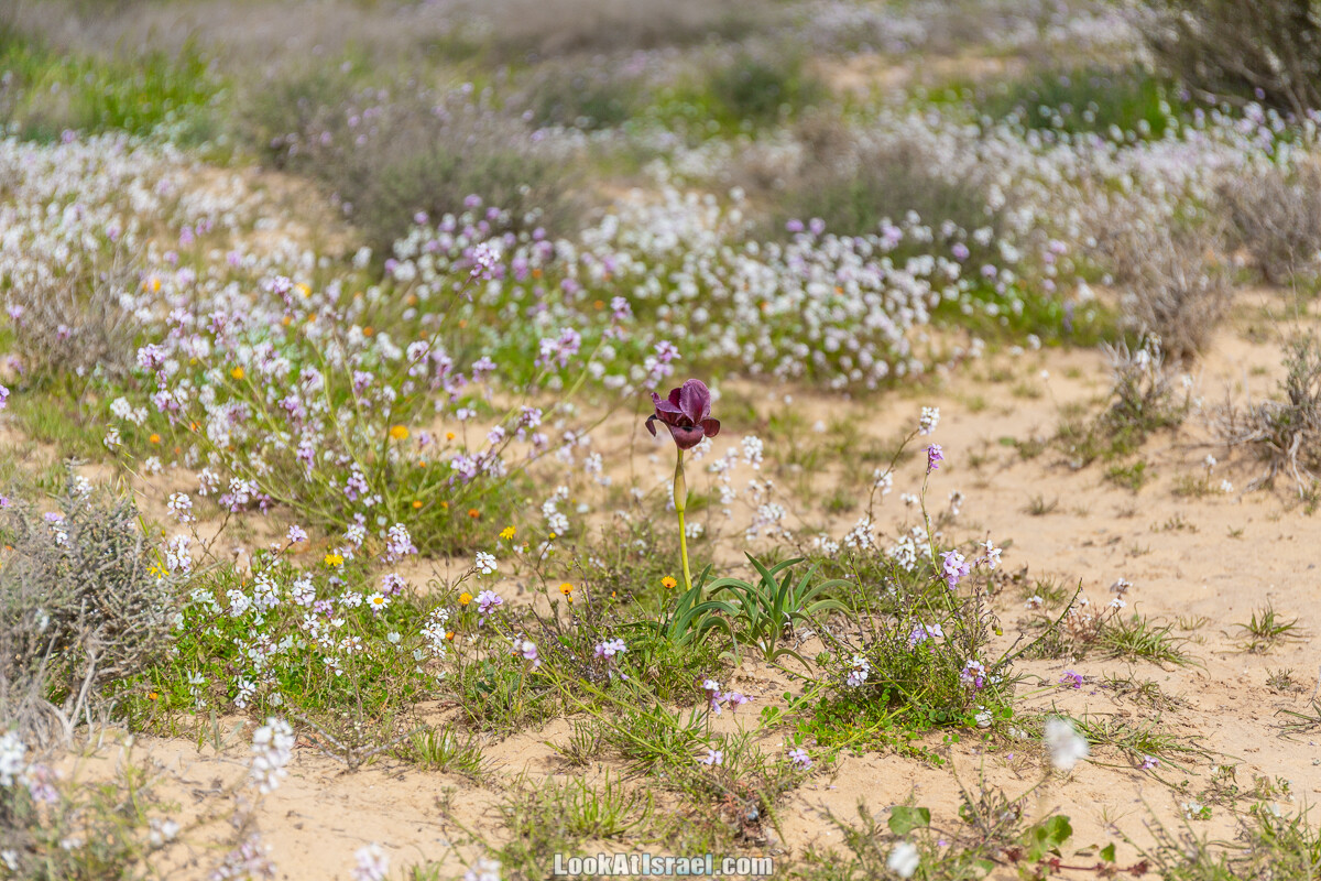 Ирис Йерухам | Yeruham Iris | אירוס ירוחם פטרה פטרנה | LookAtIsrael.com - Фото путешествия по Израилю
