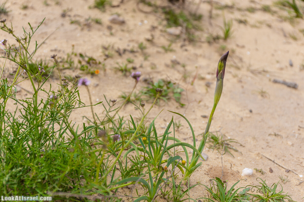 Ирис Йерухам | Yeruham Iris | אירוס ירוחם פטרה פטרנה | LookAtIsrael.com - Фото путешествия по Израилю