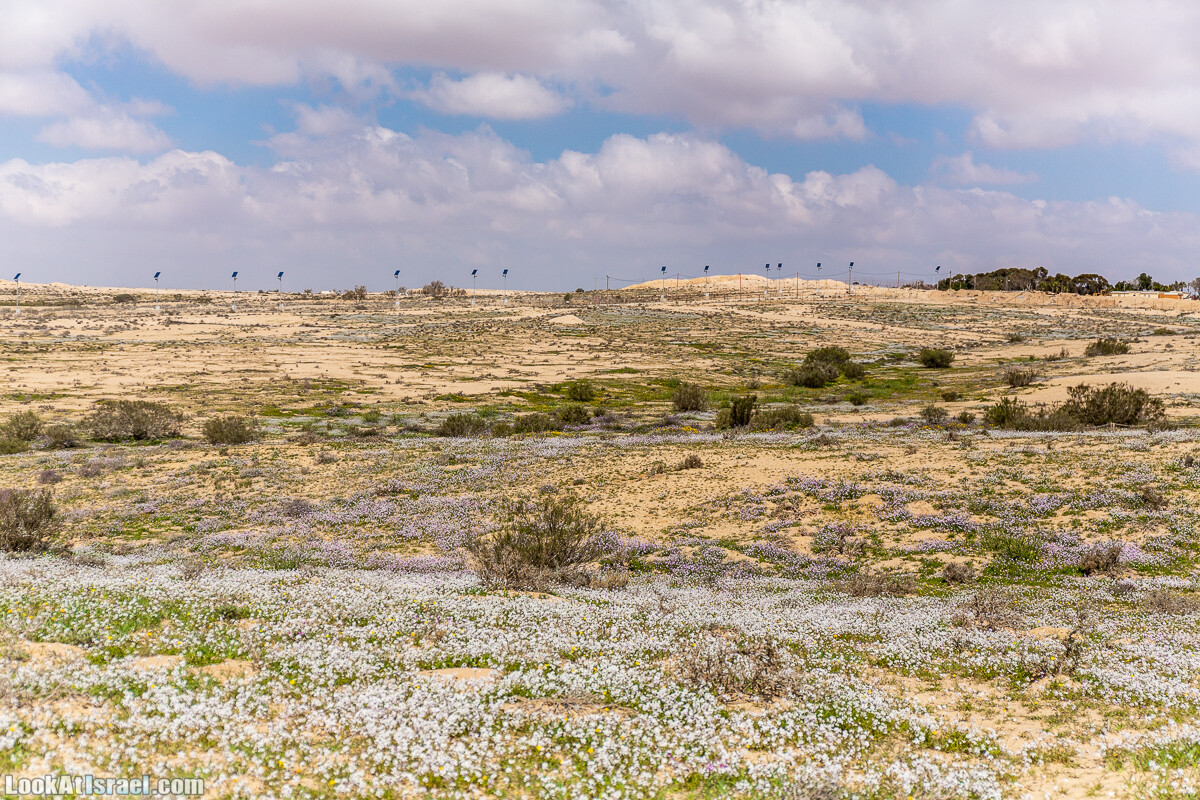 Ирис Йерухам | Yeruham Iris | אירוס ירוחם פטרה פטרנה | LookAtIsrael.com - Фото путешествия по Израилю