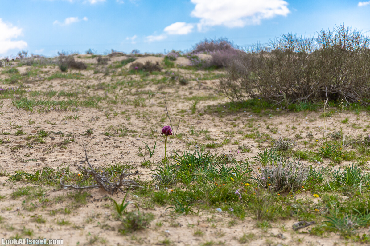 Ирис Йерухам | Yeruham Iris | אירוס ירוחם פטרה פטרנה | LookAtIsrael.com - Фото путешествия по Израилю