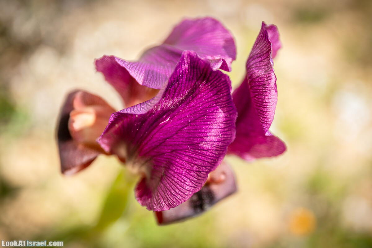 Ирис Йерухам | Yeruham Iris | אירוס ירוחם פטרה פטרנה | LookAtIsrael.com - Фото путешествия по Израилю