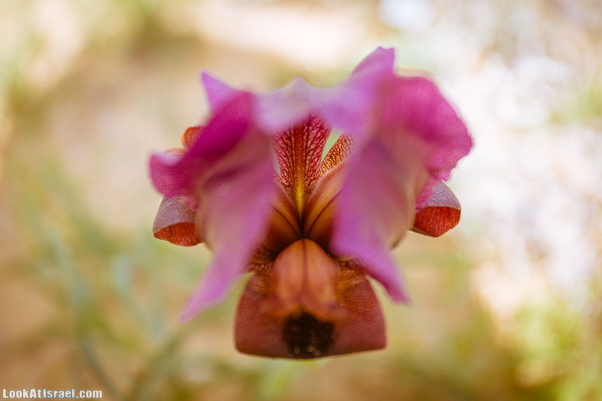 Ирис Йерухам | Yeruham Iris | אירוס ירוחם פטרה פטרנה | LookAtIsrael.com - Фото путешествия по Израилю