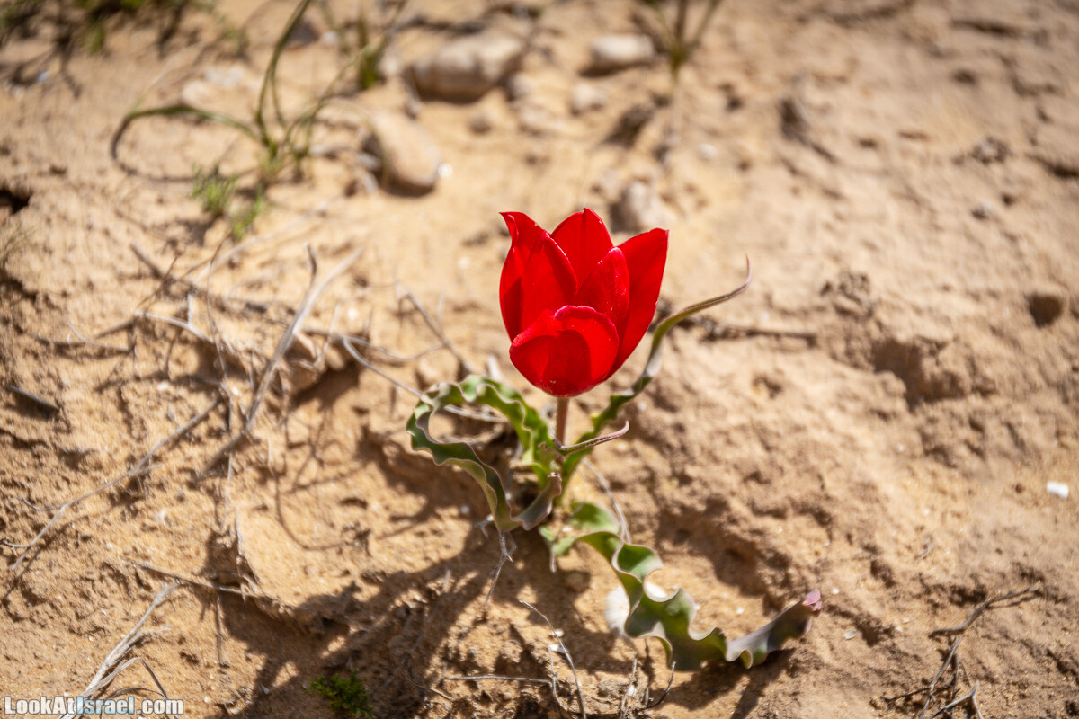 Ирис Йерухам | Yeruham Iris | אירוס ירוחם פטרה פטרנה | LookAtIsrael.com - Фото путешествия по Израилю