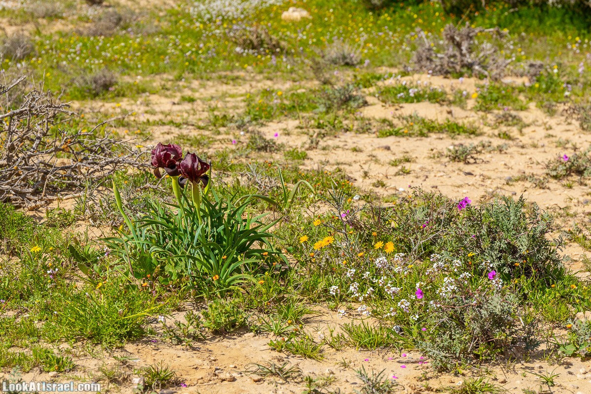 Ирис Йерухам | Yeruham Iris | אירוס ירוחם פטרה פטרנה | LookAtIsrael.com - Фото путешествия по Израилю