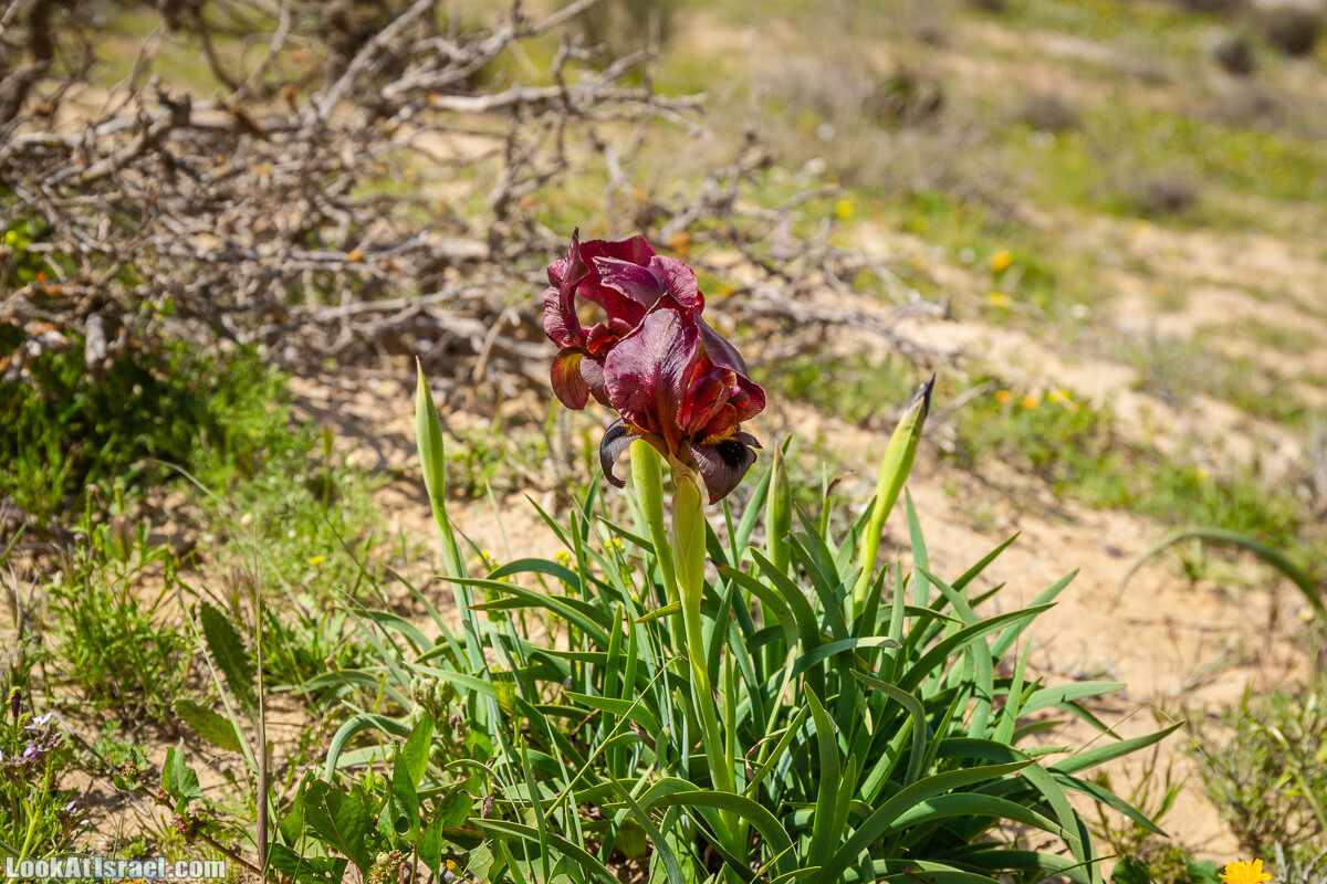 Ирис Йерухам | Yeruham Iris | אירוס ירוחם פטרה פטרנה | LookAtIsrael.com - Фото путешествия по Израилю