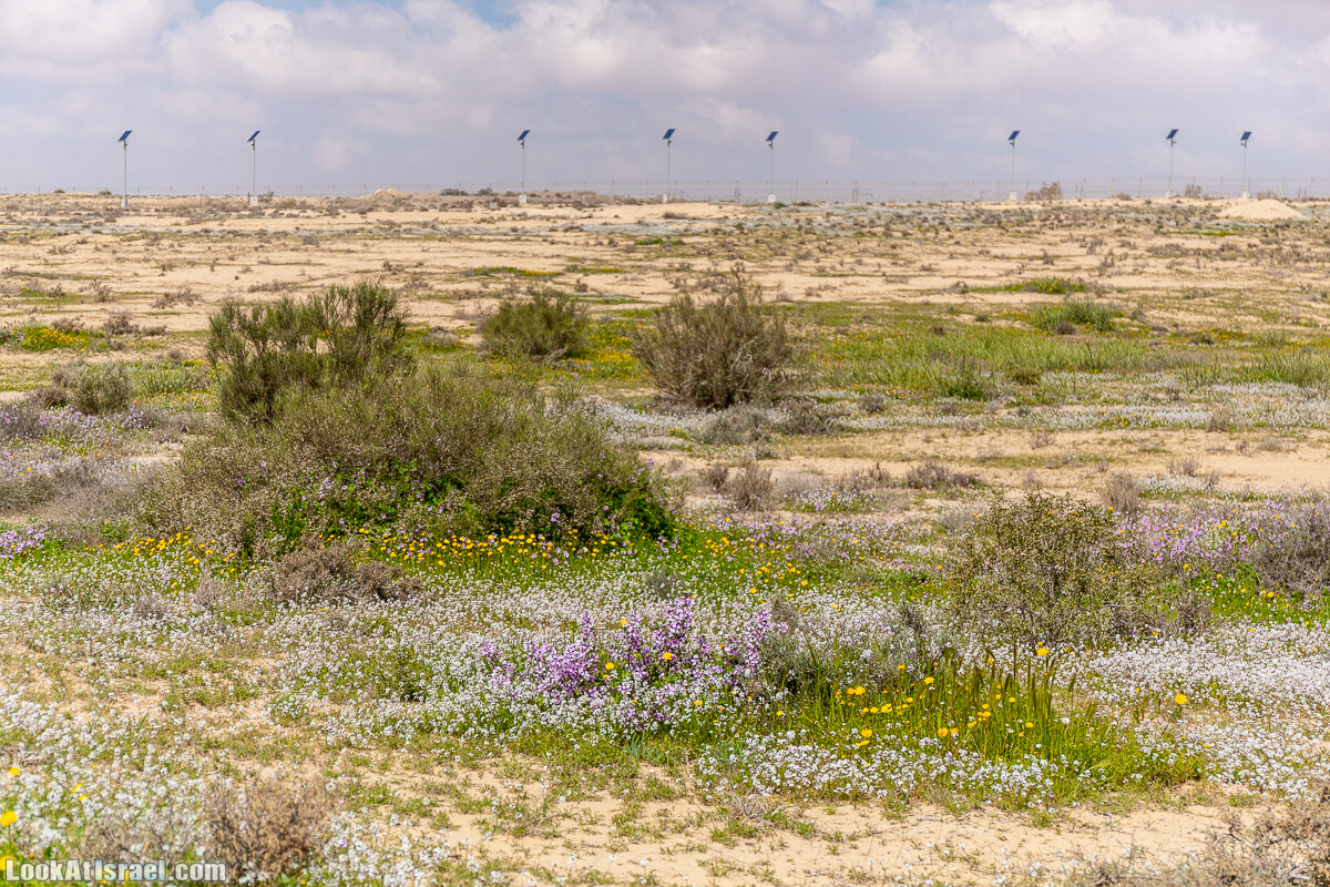 Ирис Йерухам | Yeruham Iris | אירוס ירוחם פטרה פטרנה | LookAtIsrael.com - Фото путешествия по Израилю