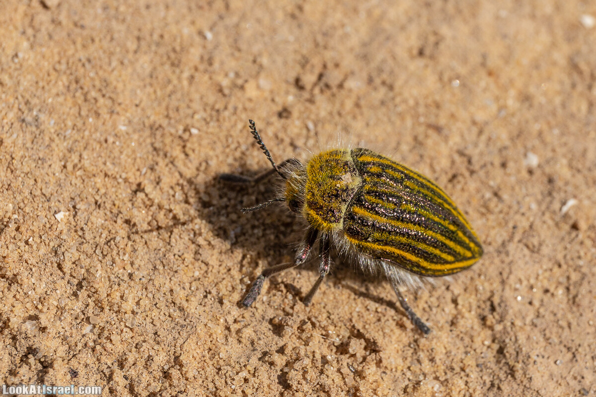 Ирис Йерухам | Yeruham Iris | אירוס ירוחם פטרה פטרנה | LookAtIsrael.com - Фото путешествия по Израилю