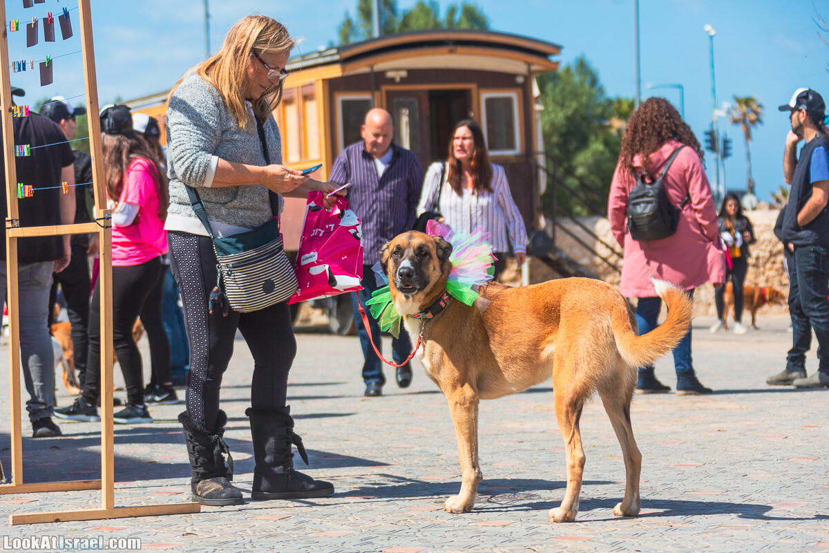 Костюмированный Пурим для собак, Тель-Авив | Dog's Purim in Tel-Aviv | אירוע פורים בתחנה- שישי כלבבי | LookAtIsrael.com - Фото путешествия по Израилю