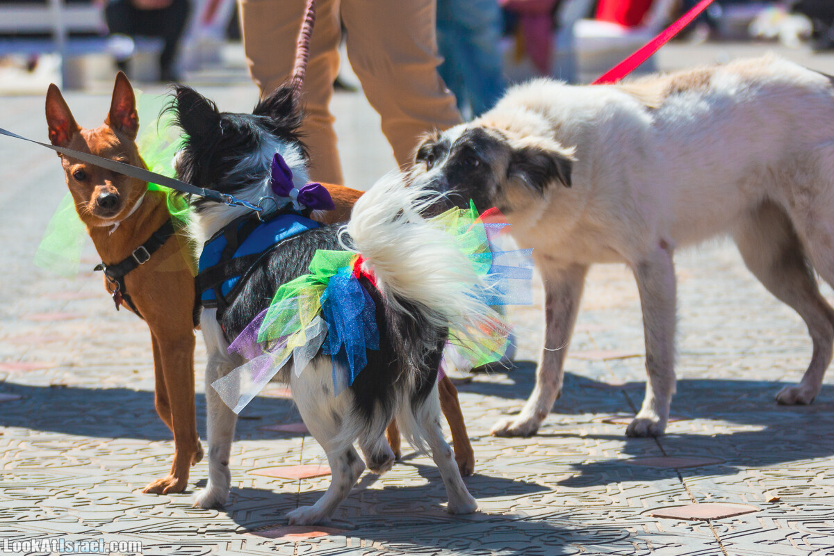 Костюмированный Пурим для собак, Тель-Авив | Dog's Purim in Tel-Aviv | אירוע פורים בתחנה- שישי כלבבי | LookAtIsrael.com - Фото путешествия по Израилю
