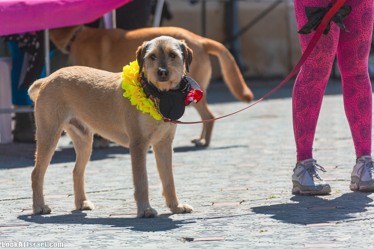 Костюмированный Пурим для собак, Тель-Авив | Dog's Purim in Tel-Aviv | אירוע פורים בתחנה- שישי כלבבי | LookAtIsrael.com - Фото путешествия по Израилю