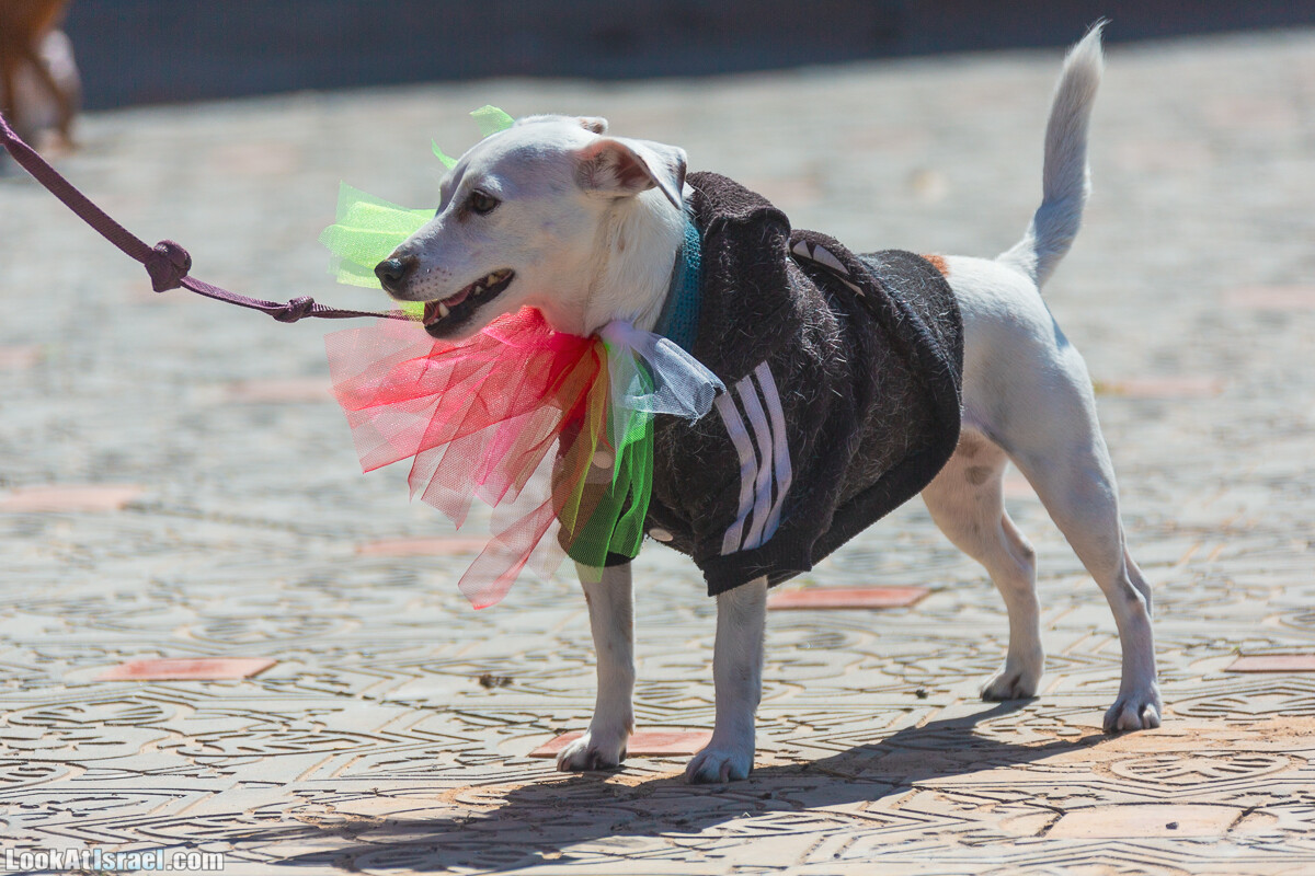 Костюмированный Пурим для собак, Тель-Авив | Dog's Purim in Tel-Aviv | אירוע פורים בתחנה- שישי כלבבי | LookAtIsrael.com - Фото путешествия по Израилю